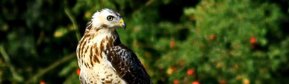 Mäusebussard [Buteo buteo]